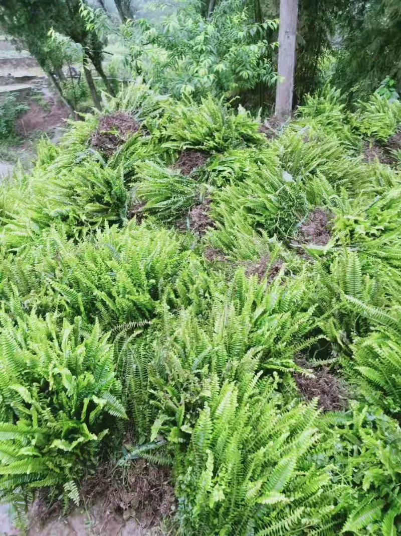 重庆肾蕨蜈蚣草绿化苗肾蕨绿化地被苗排骨草肾蕨苗基地