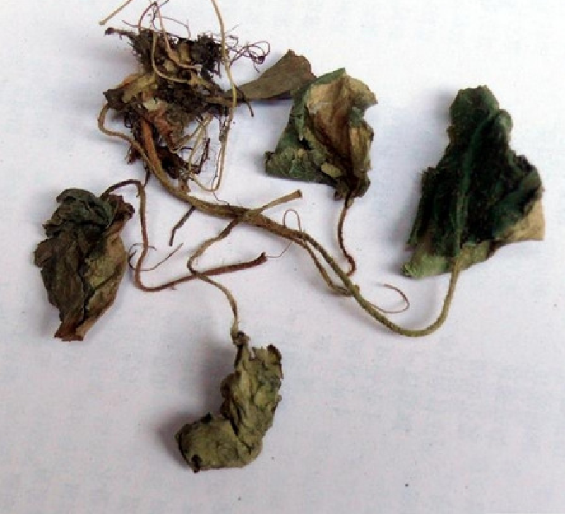 虎耳草，正品野生新货虎儿草质量保证，欢迎咨询选购！