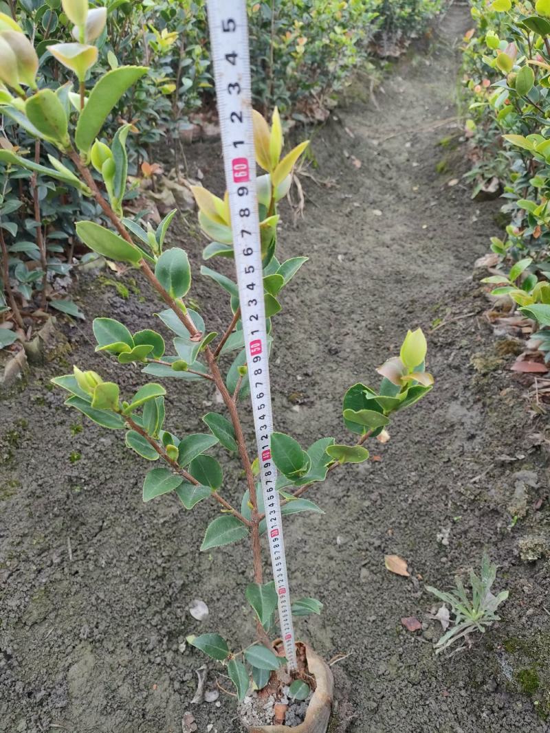 长林系高产嫁接苗
