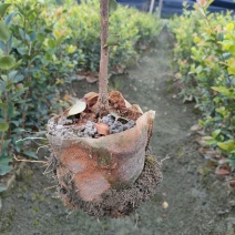 长林系高产嫁接苗