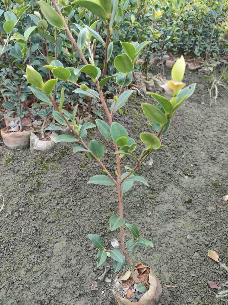 长林系高产嫁接苗