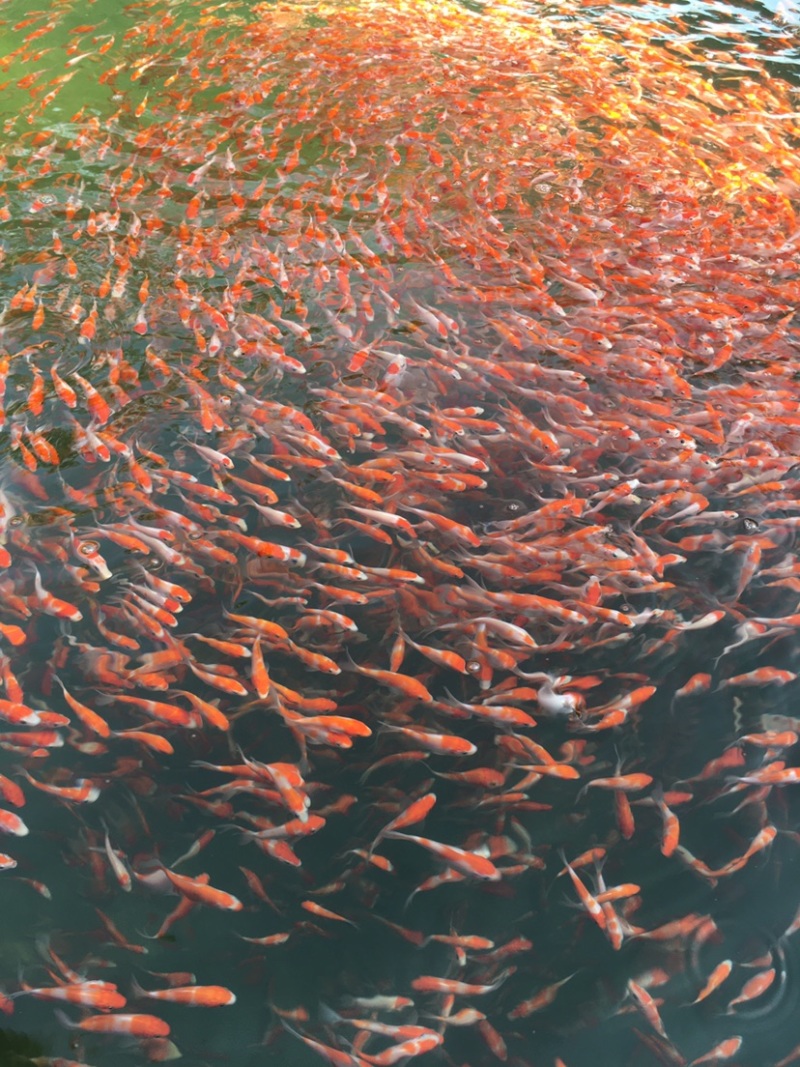 日本锦鲤