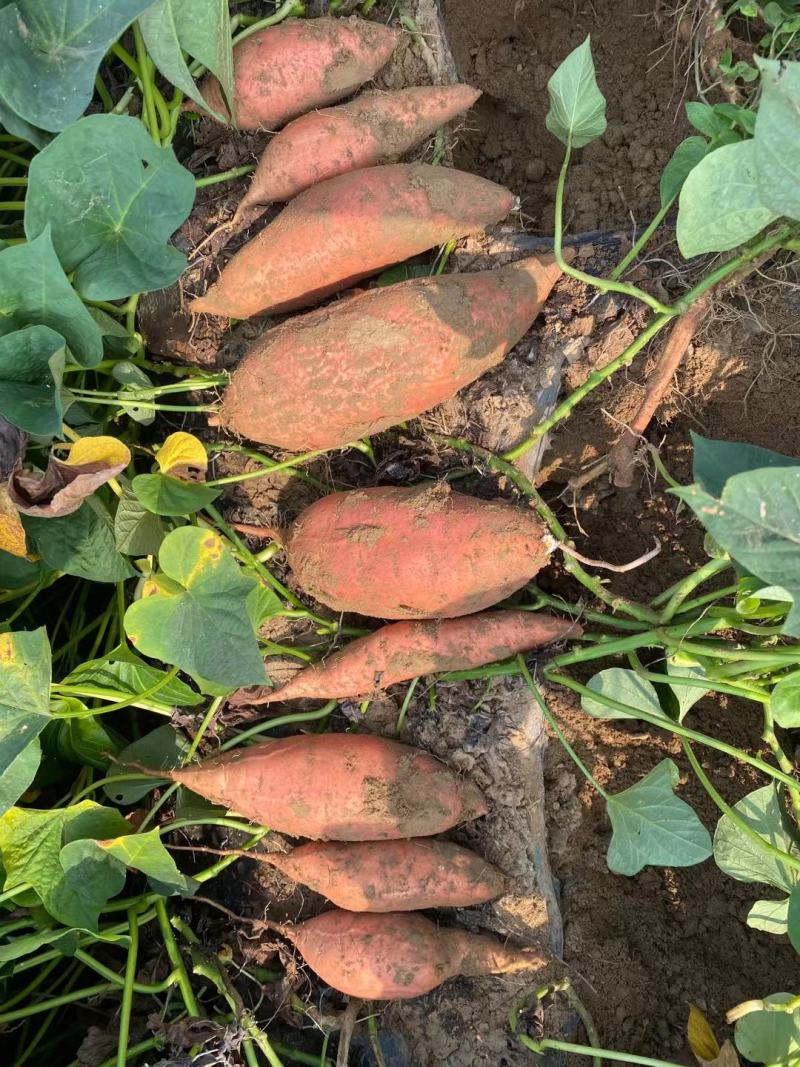 红薯