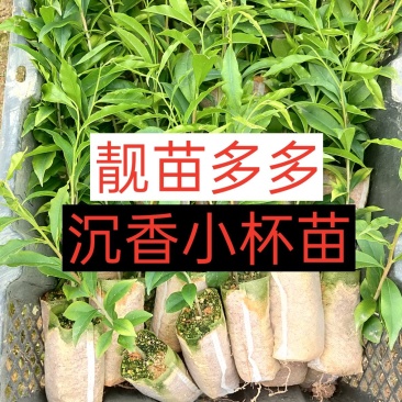 沉香苗嫁接奇楠苗苗场低价批发现苗多多