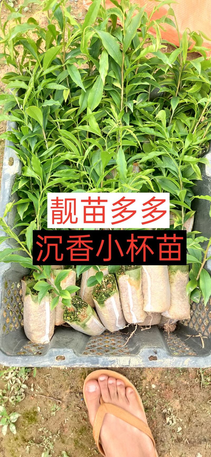 沉香苗嫁接奇楠苗苗场低价批发现苗多多