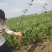 自家苗圃大量出售大叶扶芳藤