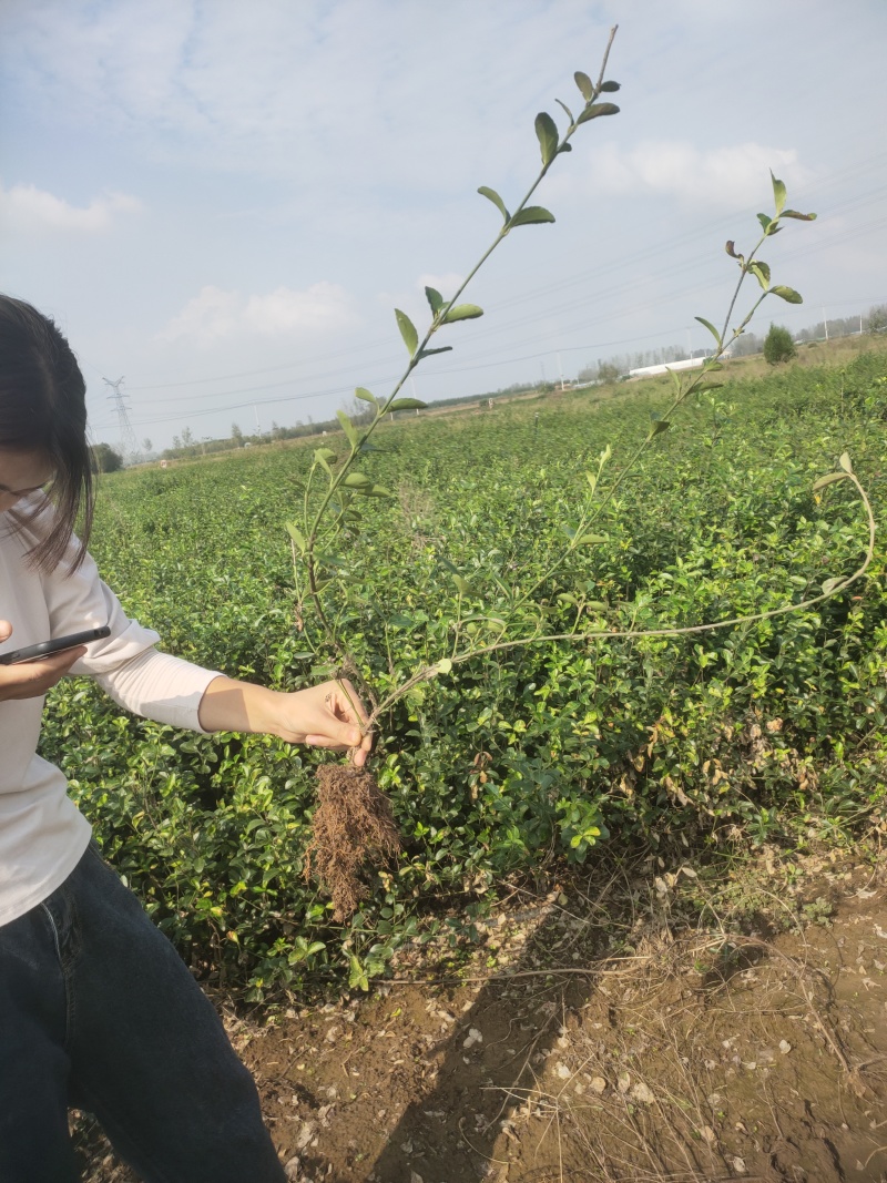 自家苗圃大量出售大叶扶芳藤