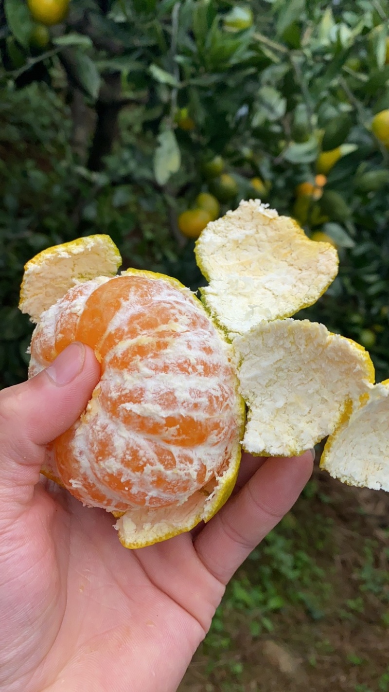 湖北十堰本地蜜橘皮薄口感甜美按规格配货
