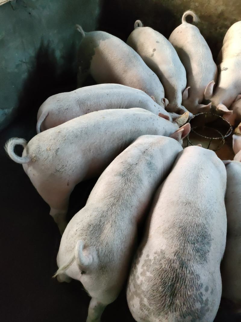 广西玉林市，博白县猪仔品质优良品种多欢迎各位老板前来订