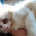 猫猫狗狗
