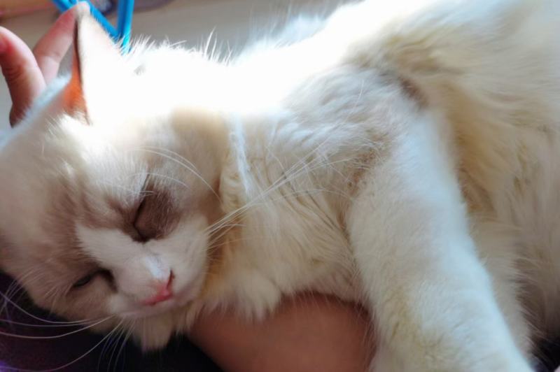 猫猫狗狗