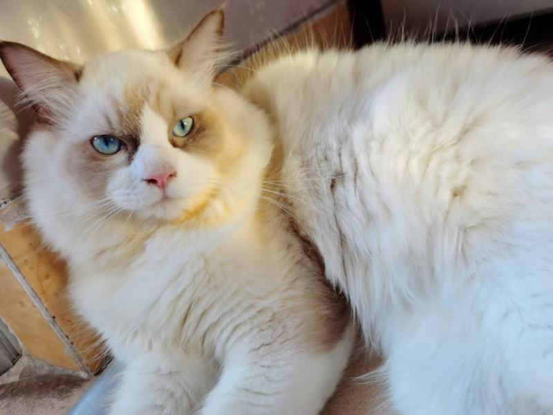 猫猫狗狗