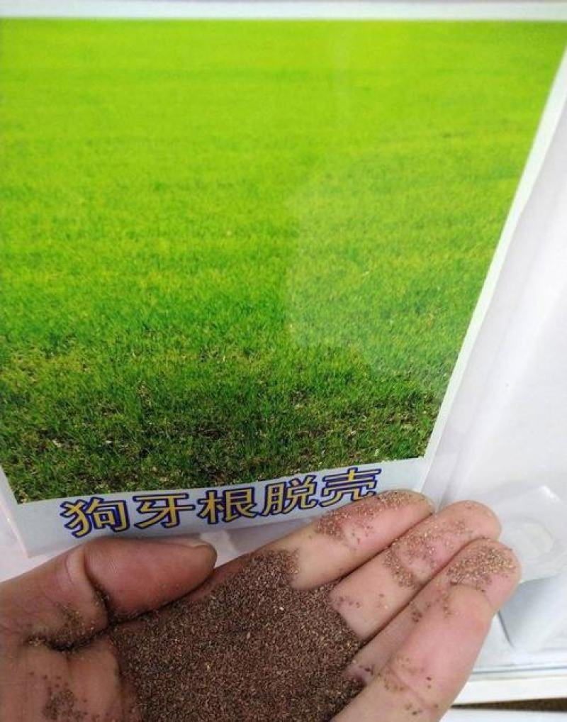 狗牙根草坪种子孑耐寒耐践踏不修剪四季常青低矮绿化工程常用