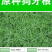 狗牙根草坪种子孑耐寒耐践踏不修剪四季常青低矮绿化工程常用