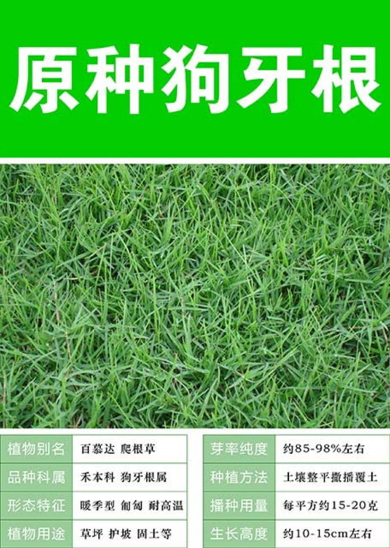 狗牙根草坪种子孑耐寒耐践踏不修剪四季常青低矮绿化工程常用
