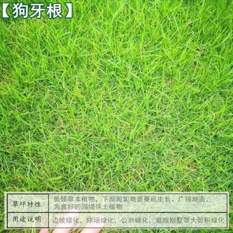 狗牙根草坪种子孑耐寒耐践踏不修剪四季常青低矮绿化工程常用