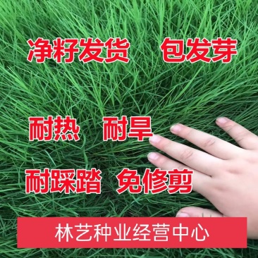 狗牙根草坪种子孑耐寒耐践踏不修剪四季常青低矮绿化工程常用