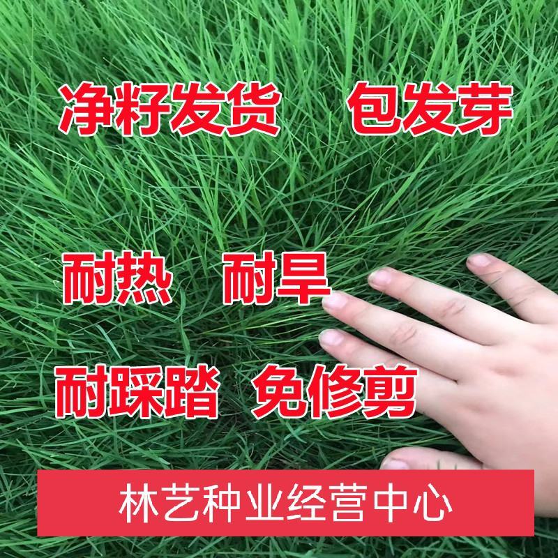 狗牙根草坪种子孑耐寒耐践踏不修剪四季常青低矮绿化工程常用