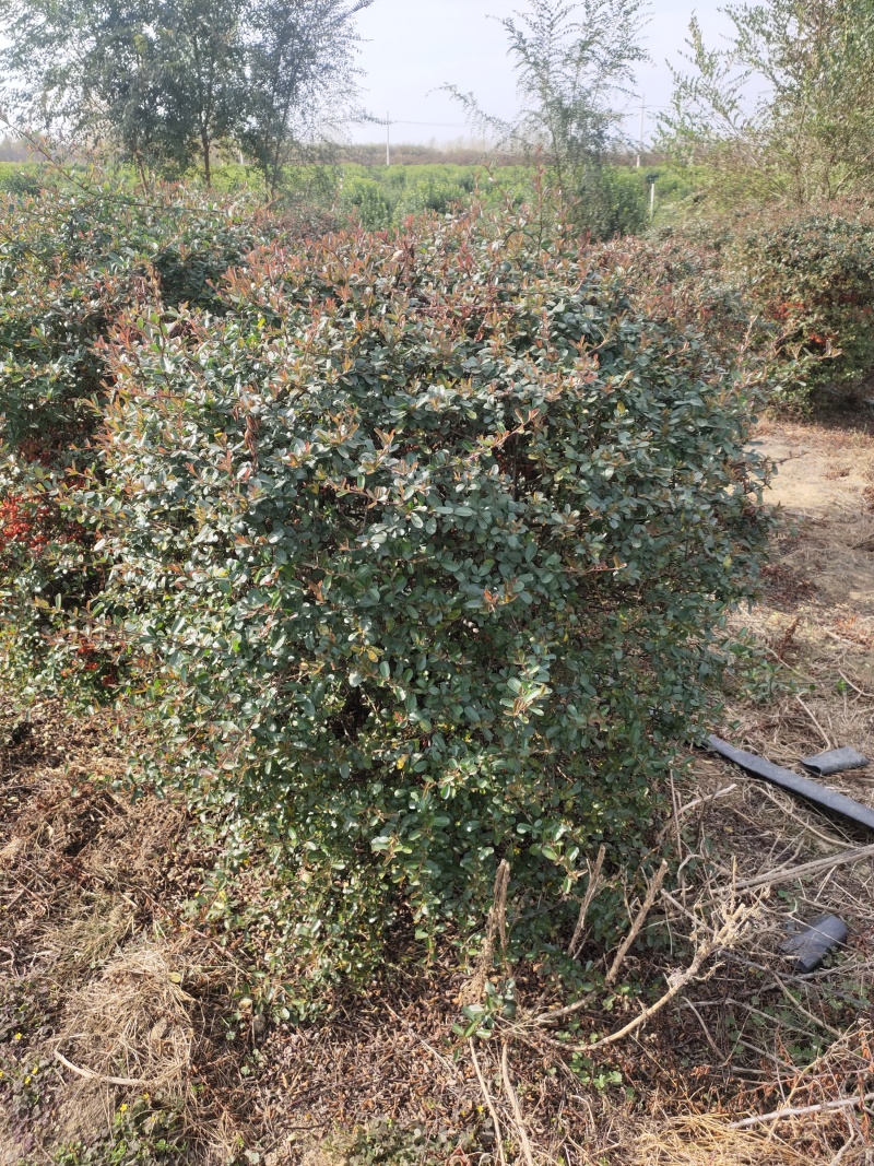 大量出售火棘球，欢迎来实地看货，大小规格都有货