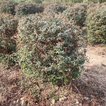 大量出售火棘球，欢迎来实地看货，大小规格都有货