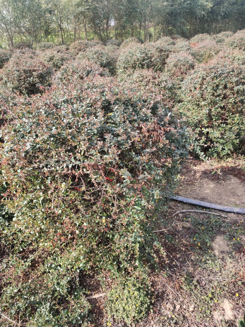 大量出售火棘球，欢迎来实地看货，大小规格都有货