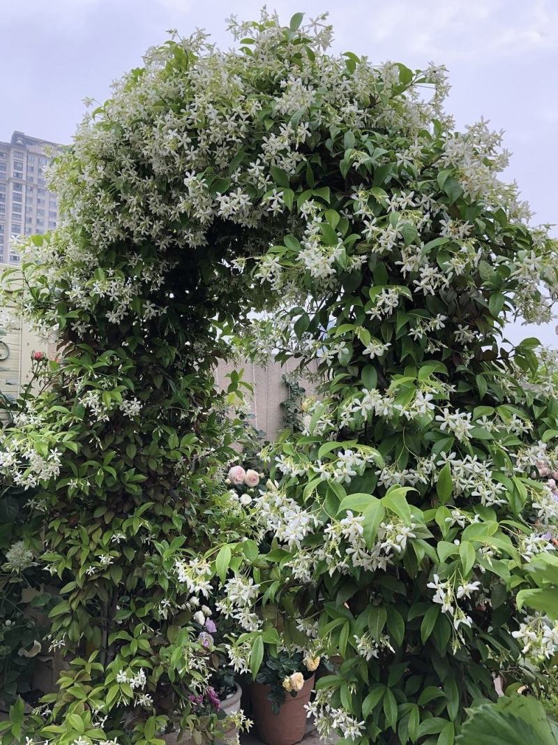 银丝风车茉莉花爬藤花卉虎头茉莉白茉莉双色茉莉四季常青盆栽