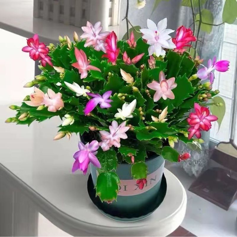 嫁接蟹爪兰花盆栽带花苞多色花卉植物室内四季开花蟹爪兰