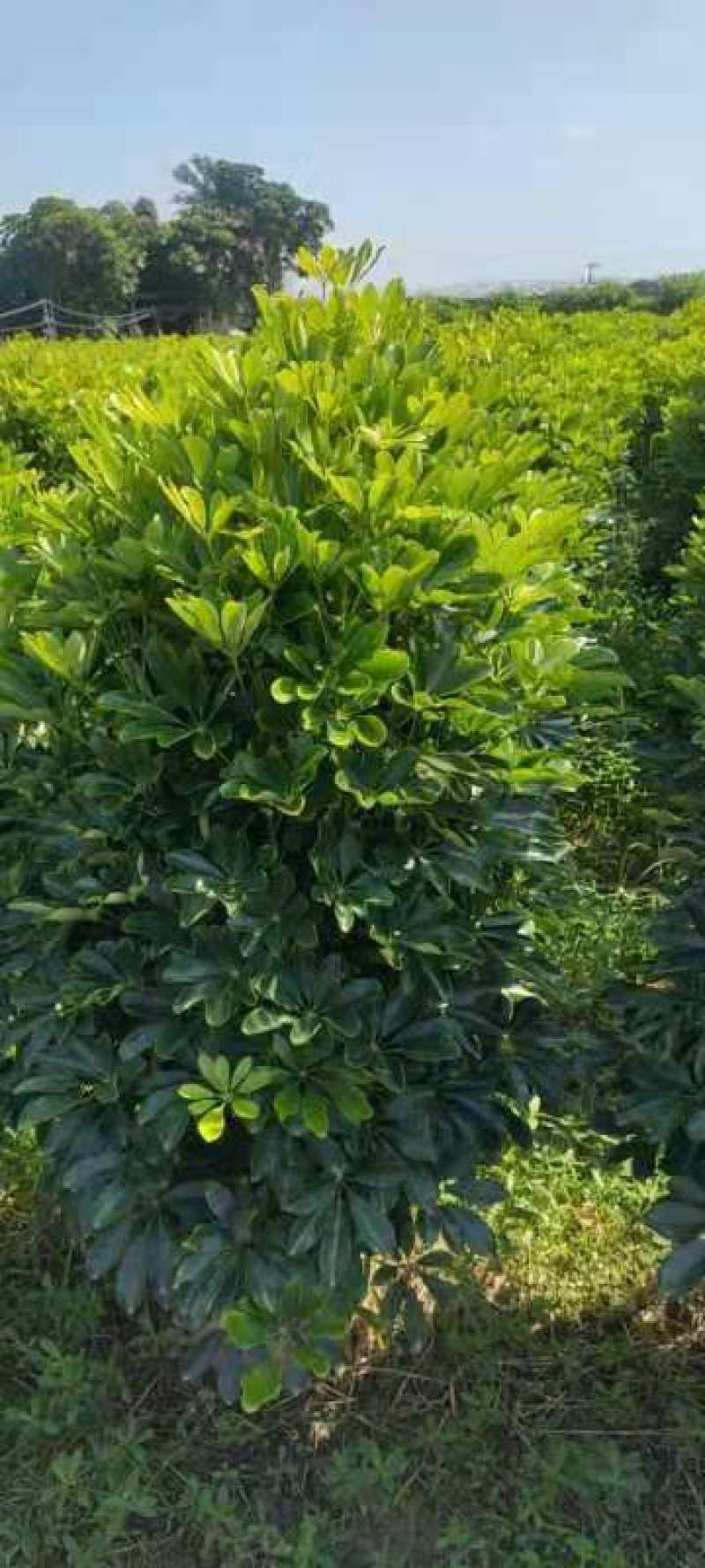 鸭脚木鸭掌木盆栽室内大型植物七叶莲八方来财绿植吸甲醛净化