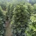 鸭脚木鸭掌木盆栽室内大型植物七叶莲八方来财绿植吸甲醛净化
