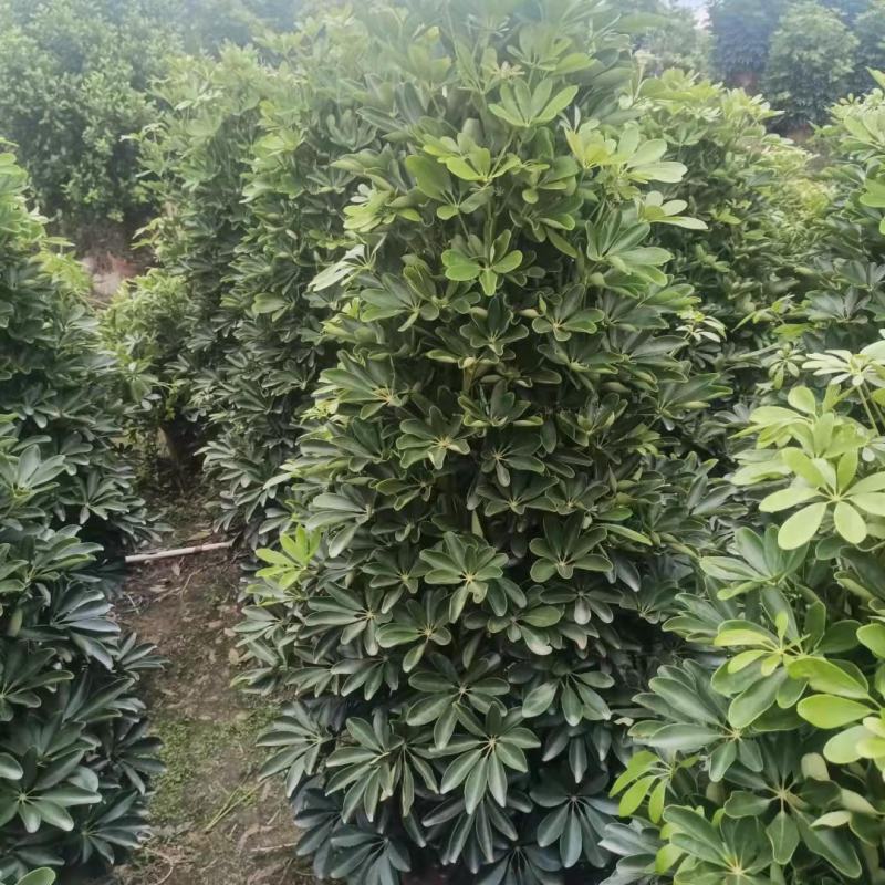 鸭脚木鸭掌木盆栽室内大型植物七叶莲八方来财绿植吸甲醛净化