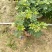 鸭脚木鸭掌木盆栽室内大型植物七叶莲八方来财绿植吸甲醛净化
