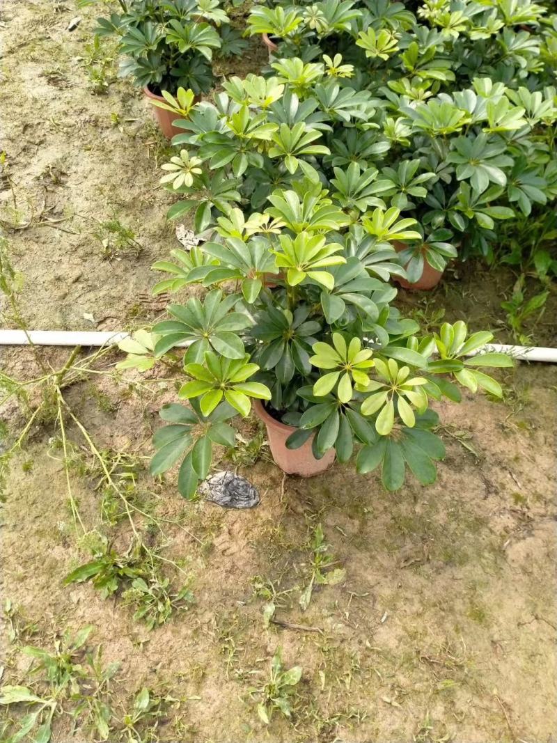 鸭脚木鸭掌木盆栽室内大型植物七叶莲八方来财绿植吸甲醛净化