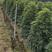 鸭脚木鸭掌木盆栽室内大型植物七叶莲八方来财绿植吸甲醛净化