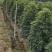 鸭脚木鸭掌木盆栽室内大型植物七叶莲八方来财绿植吸甲醛净化