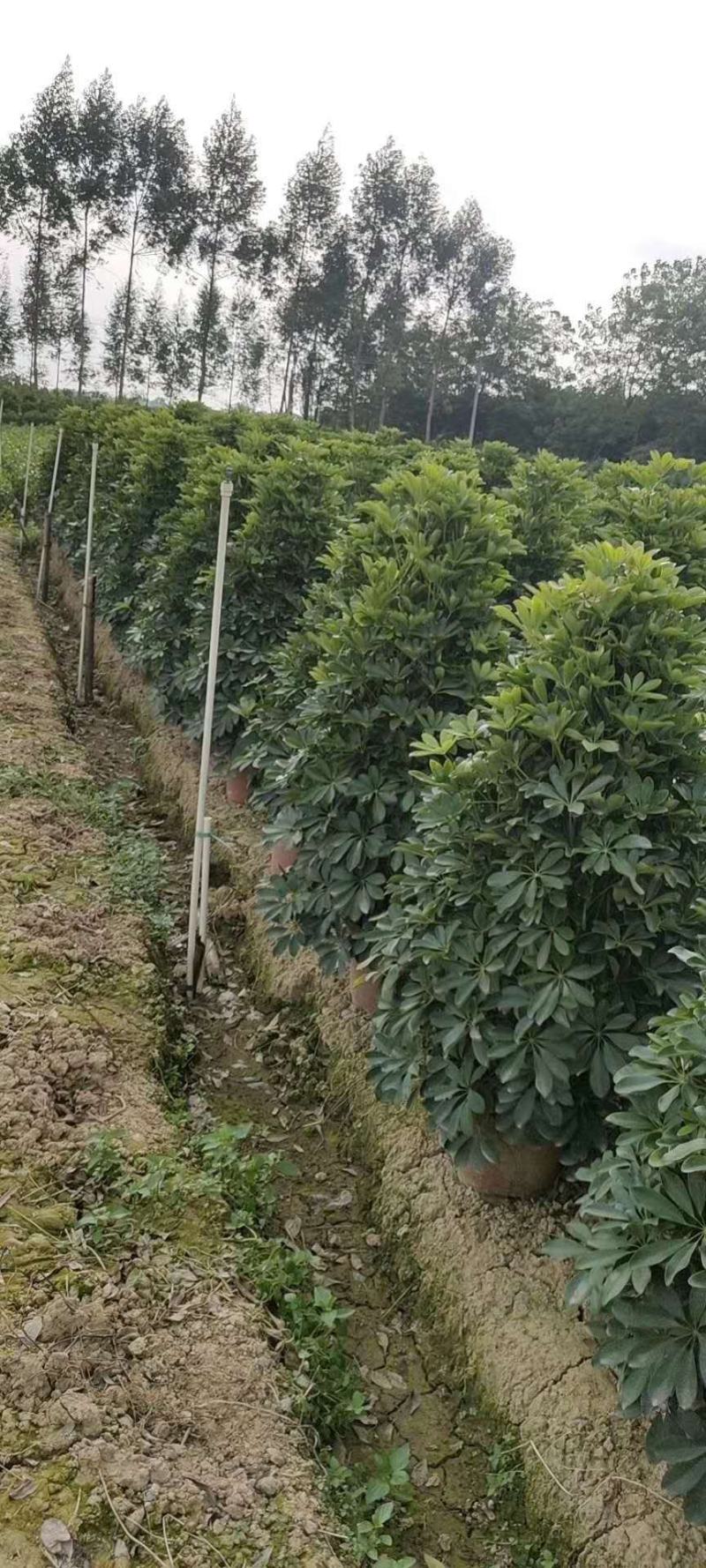 鸭脚木鸭掌木盆栽室内大型植物七叶莲八方来财绿植吸甲醛净化