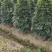 鸭脚木鸭掌木盆栽室内大型植物七叶莲八方来财绿植吸甲醛净化