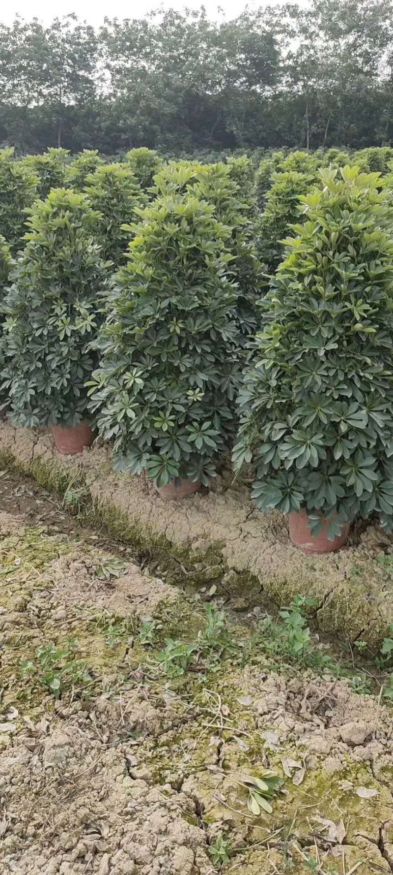 鸭脚木鸭掌木盆栽室内大型植物七叶莲八方来财绿植吸甲醛净化