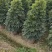 鸭脚木鸭掌木盆栽室内大型植物七叶莲八方来财绿植吸甲醛净化