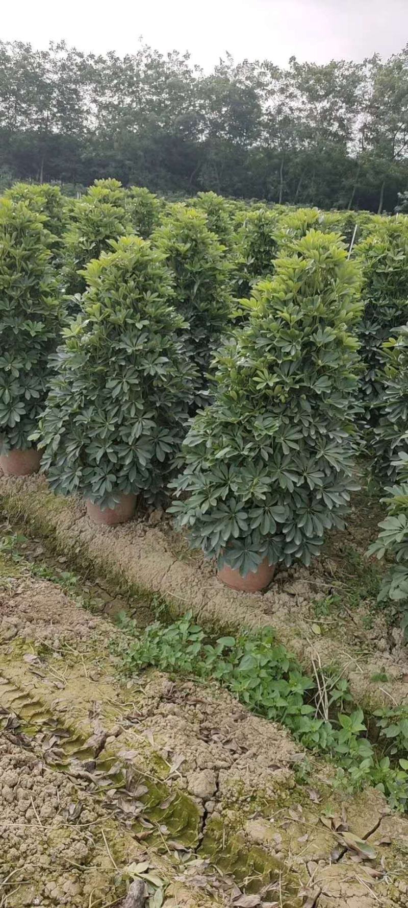 鸭脚木鸭掌木盆栽室内大型植物七叶莲八方来财绿植吸甲醛净化