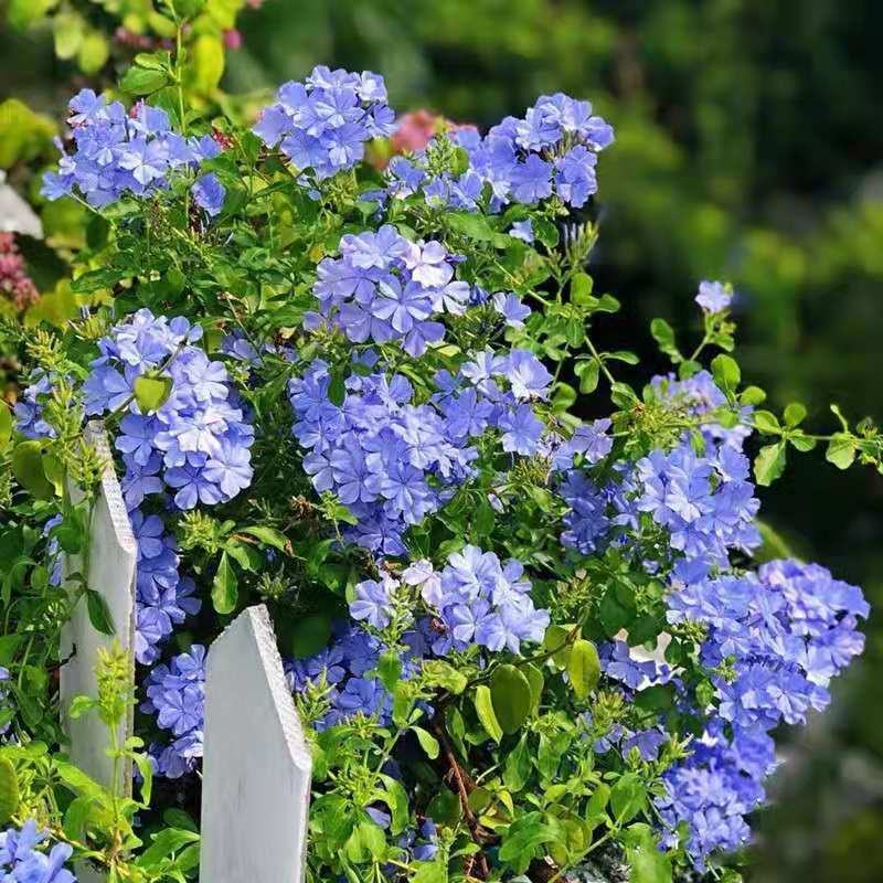 蓝雪花盆栽花苗大苗室内庭院阳台四季花卉花开不断耐热耐寒