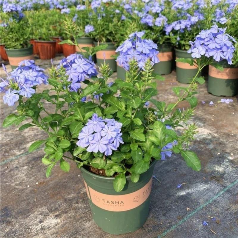 蓝雪花盆栽花苗大苗室内庭院阳台四季花卉花开不断耐热耐寒