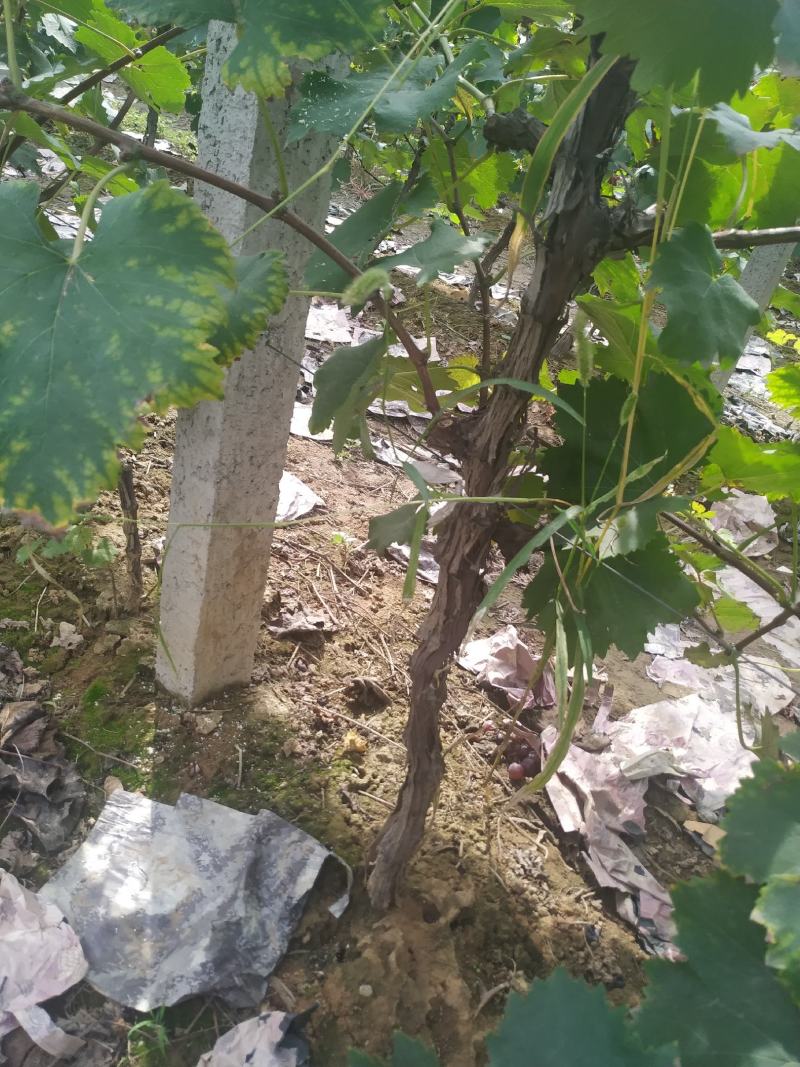 安徽蚌埠葡萄树占地葡萄树成活率高，成本底，