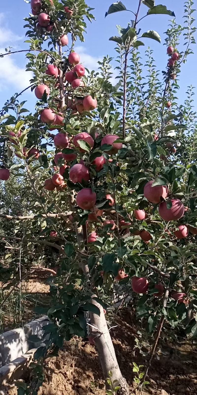 甘肃靖远光果富士大量出货