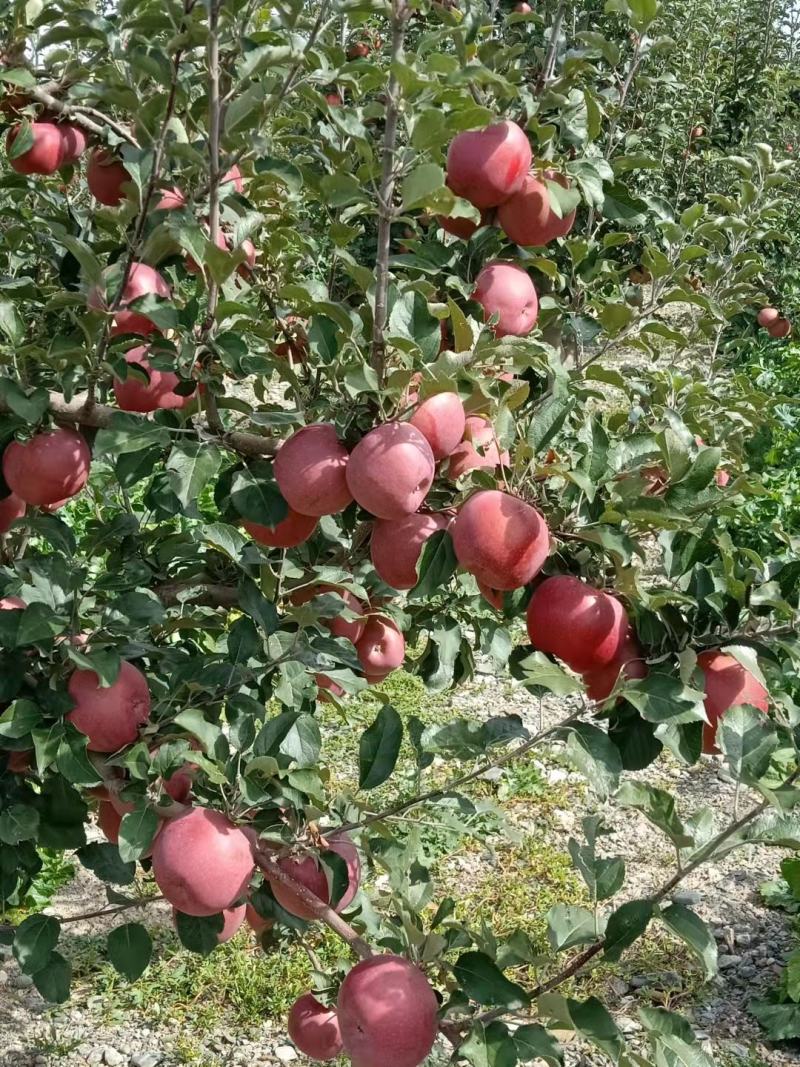 甘肃靖远光果富士大量出货