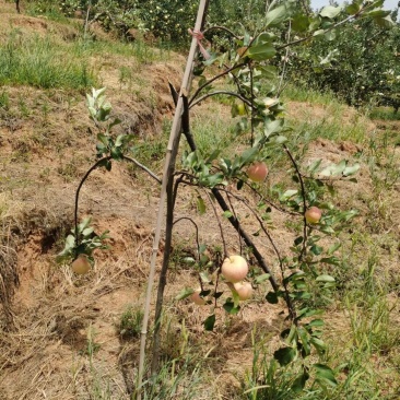 南方苹果苗，项目工程苹果苗，技术指导招广西省市级推广代理