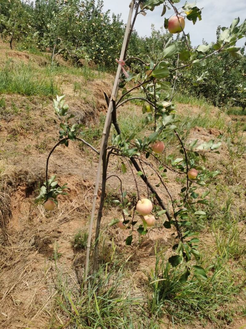 南方苹果苗，项目工程苹果苗，技术指导招广西省市级推广代理