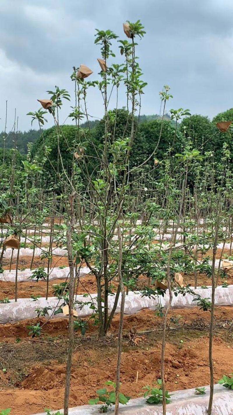 南方苹果苗，项目工程苹果苗，技术指导招广西省市级推广代理