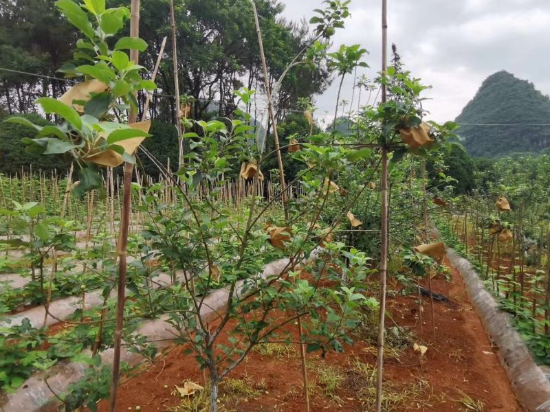 南方苹果苗，项目工程苹果苗，技术指导招广西省市级推广代理