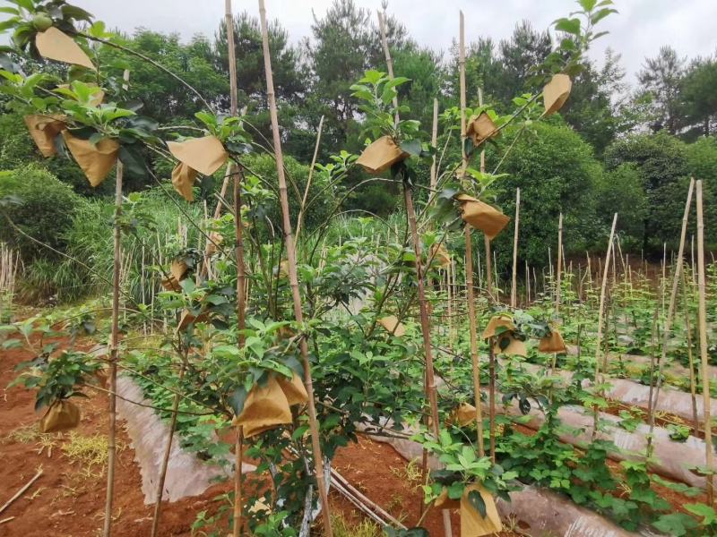 南方苹果苗，项目工程苹果苗，技术指导招广西省市级推广代理