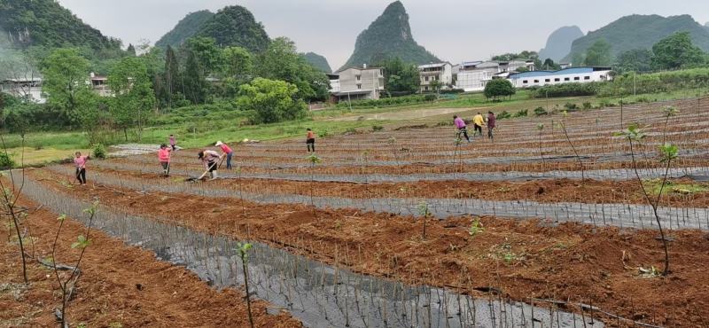 南方苹果苗，项目工程苹果苗，技术指导招广西省市级推广代理
